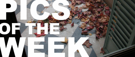 Pics of the Week ::: Fall (Houston's Least Well-known Season) Pics of the Week ::: Fall (Houston's Least Well-known Season)