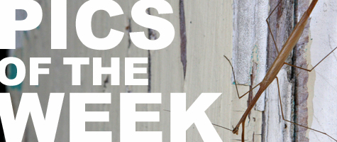 Pics of the Week ::: Natural Macro