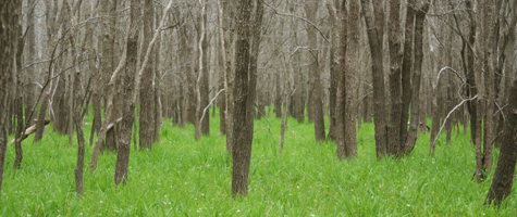 Journeys ::: Palmetto State Park Journeys ::: Palmetto State Park