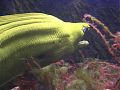© Angela R. Martinez Houston Zoo Aquarium 
