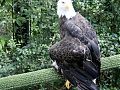 © Angela R. Martinez Houston Zoo Eagle