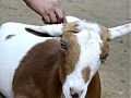 © Angela R. Martinez Houston Zoo Petting Zoo