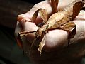 © Angela R. Martinez Houston Museum of Natural Science