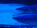 © Angela R. Martinez Downtown Aquarium