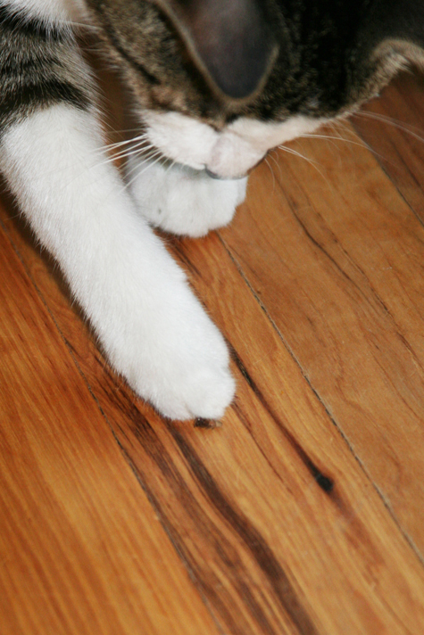 Pics of the Week Smash ::: Kitty vs Spider © Greg Ryden AIA Photo of Cat and Spider getting eatten