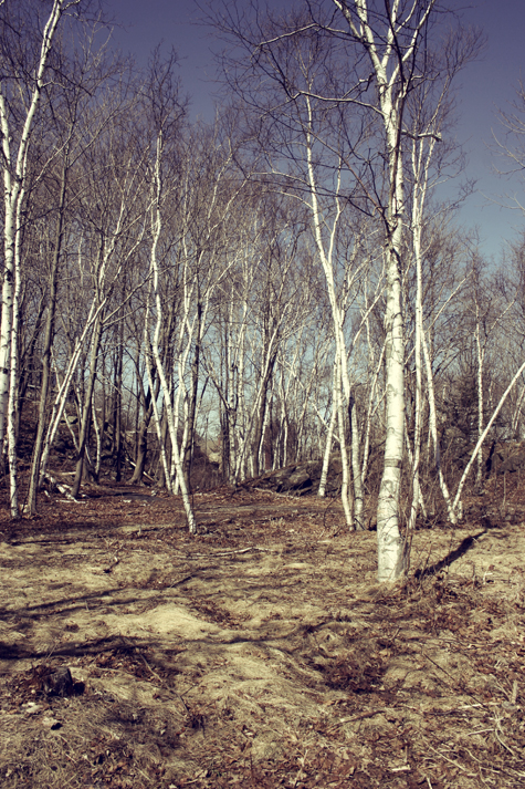 Pics of the Week Wood ::: March © Angela R Martinez Photo of the woods on the coast of Portland Maine in March of 2010