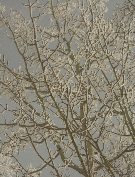 Pics of the Week Wood ::: Frozen © Silvana Micolich Photo of trees with ice on the branches