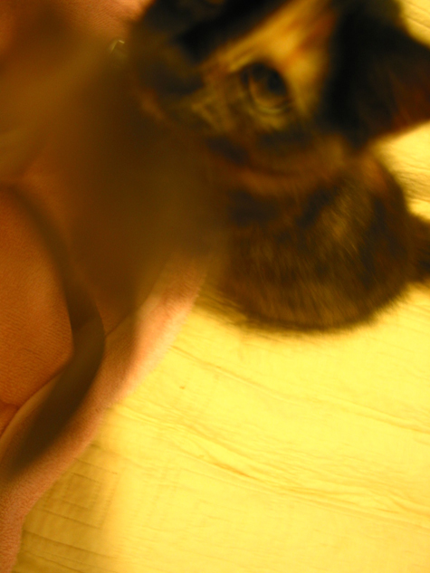 Pics of the Week Misprint ::: June Carter-Cash Martinez © Angela R. Martinez Photo of my small kitten June Carter-Cash Martinez