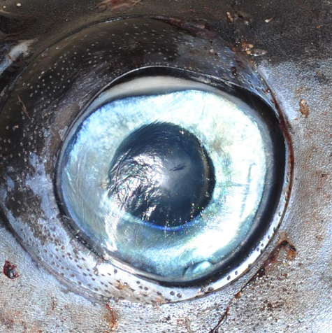 Pics of the Week Metaphor ::: Untitled © Alejandro Brave Photo of a Fish's Eyeball