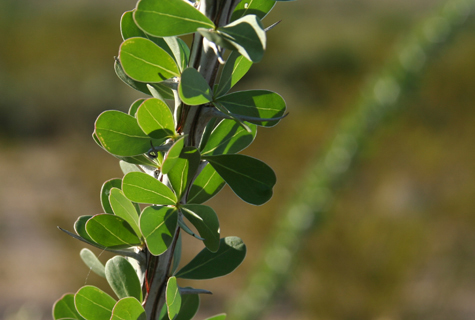 Pics of the Week Metaphor ::: West Texas Ocotillo © Greg Ryden AIA Photo of West Texas, Ocotillo, Texas, Desert