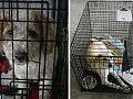Some lives that need saving! <br />