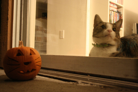 Pics of the Week Boo! ::: Cosmo and His Pumpkin © Angela R. Martinez