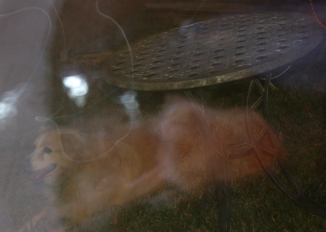 Pics of the Week Boo! ::: Ghost Dog © Andrew Turner AIA