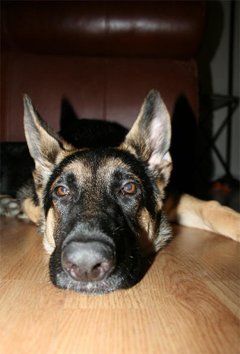 Pics of the Week Lazy ::: The King of Lazy © Angela R. Martinez
