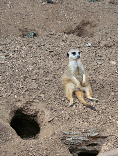 Pics of the Week Lazy ::: Sitting by the Hole © Peter Ho