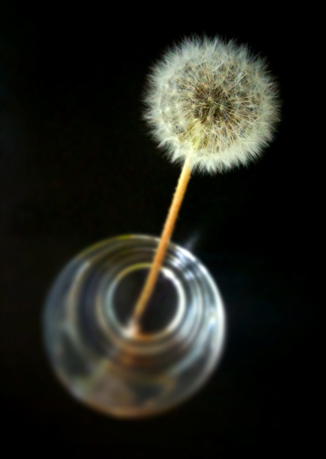 Pics of the Week Open 18 ::: Dandelion © Christian Sheridan, AIA