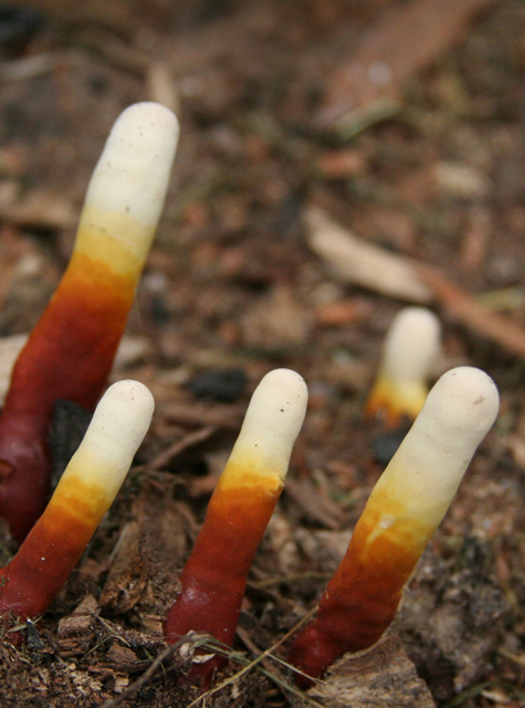 Pics of the Week Open 18 ::: Trippy Fungi © Greg Ryden, AIA