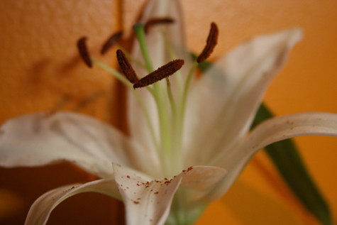 Pics of the Week Open 19 ::: We are feeling orange © Silvana Micolich