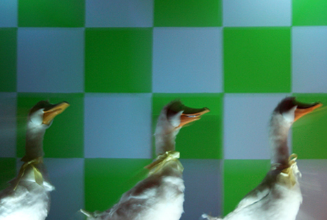 Pics of the Week Open 19 ::: I Don't Want to Be a Chicken © Greg Ryden, AIA