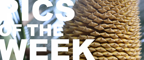 Pics of the Week Open by Brave Architecture Houston Texas Architecture Firm
