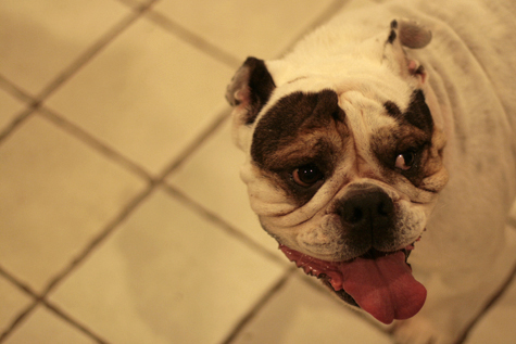 Pics of the Week Open 20 ::: Tongue © Peter Ho