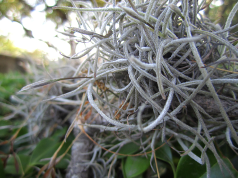 Pics of the Week Open 28 ::: Ball Moss © Silvana Micolich