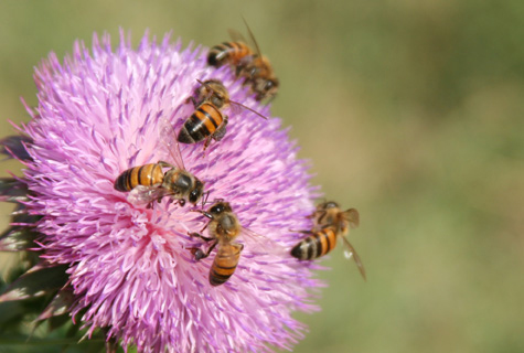 Pics of the Week Open 35 ::: Busy Bees © Greg Ryden AIA