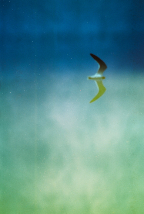 Pics of the Week Haunting ::: Ombre © Angela R Martinez