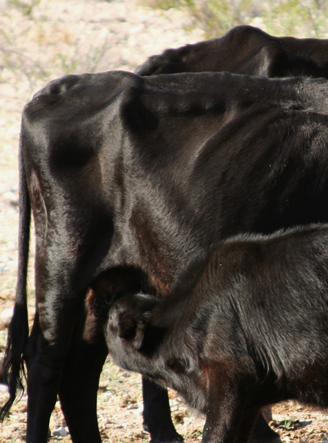 Pics of the Week Haunting ::: Drought Cattle © Greg Ryden AIA