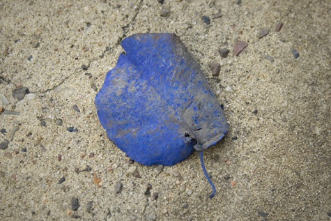 Pics of the Week Open 37 ::: Leaf © Peter Ho
