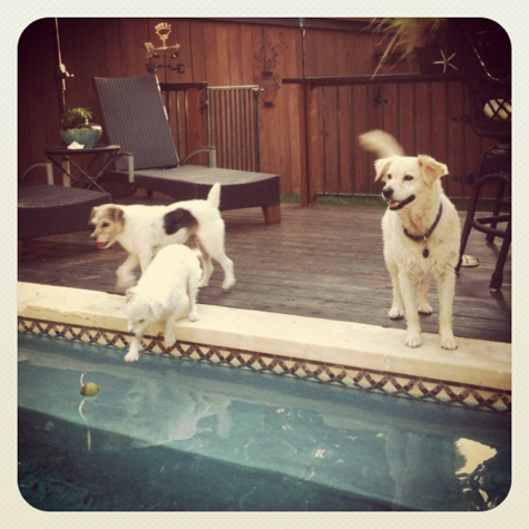 Pics of the Week Memorial Weekend ::: Untitled © Amber Czapski