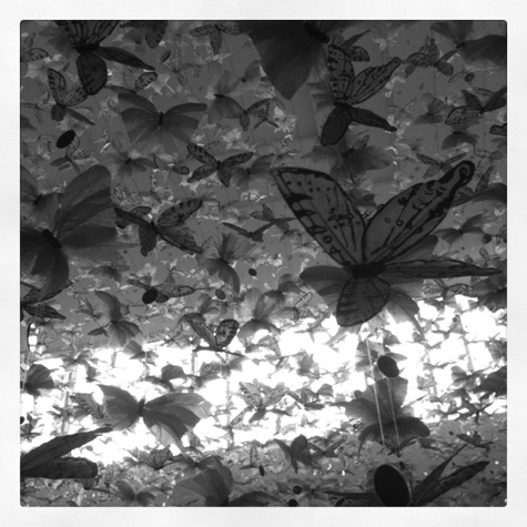 Pics of the Week Wings ::: Untitled © Amber Czapski