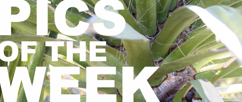 Pics of the Week: Connections