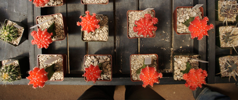 Arizona has lots of Cacti