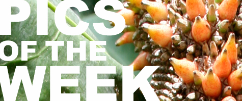 Pics of the Week: Beautiful Imperfection